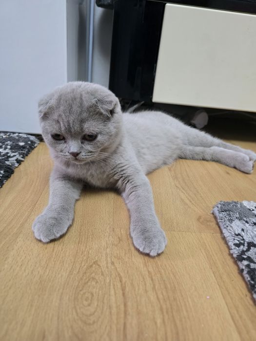 Pui de pisică Blue, 3 luni, vaccinați