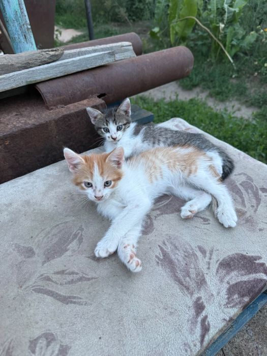 Отлам котят в добрые руки