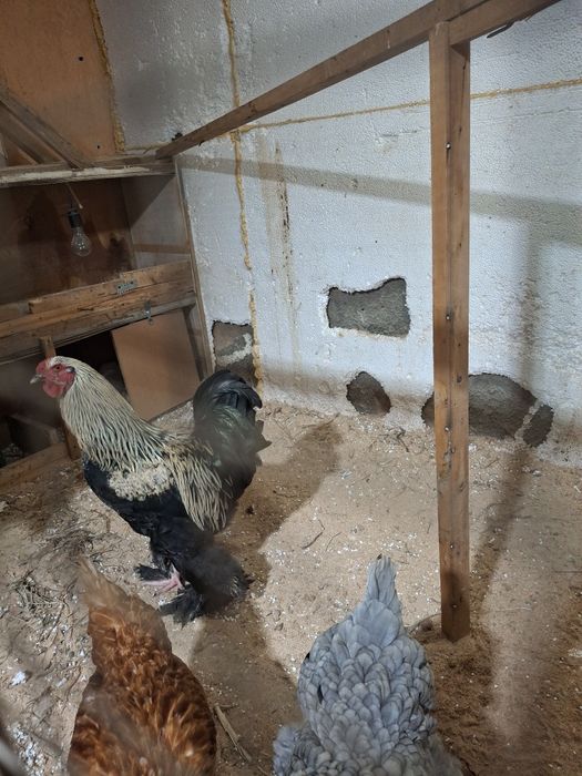 Темный брама  кораз сатылады