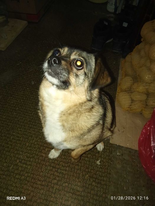 Dăruiesc câine Vizigothic Spitz