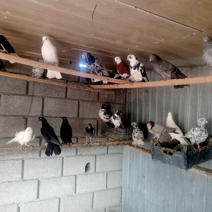 Голбый широкохвости