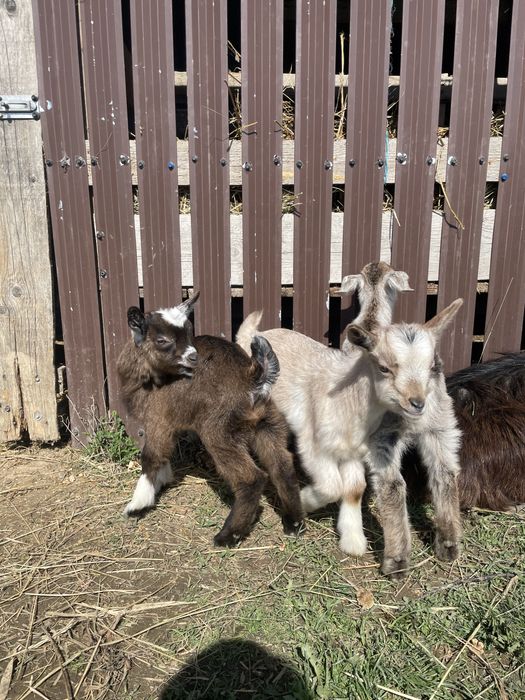 Iezi si iedute din 2