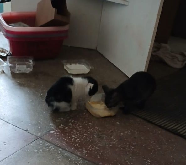 Отдам котята в добрые руки