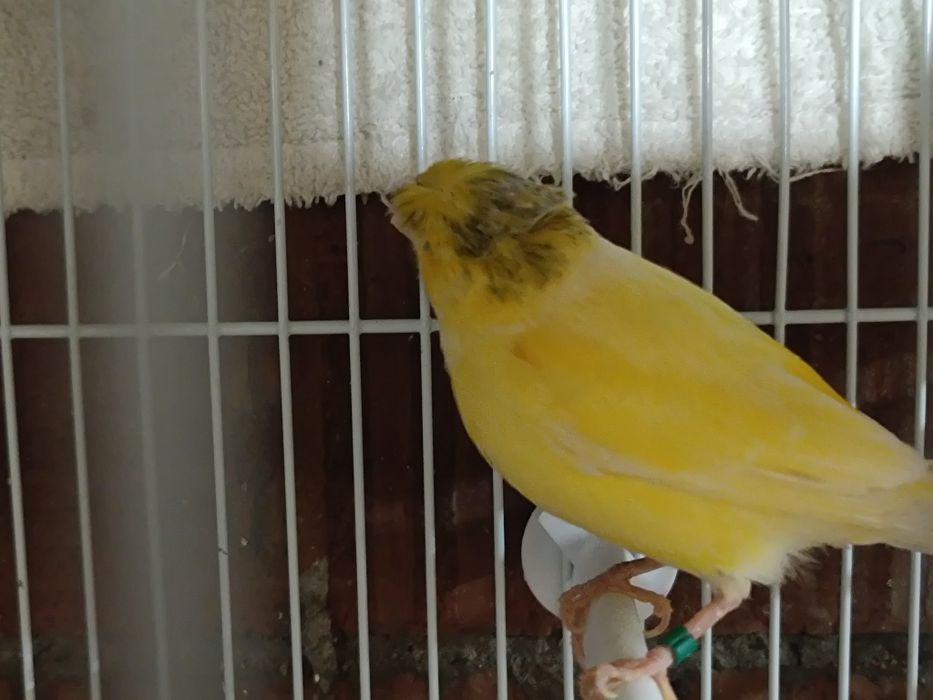 Canari de cântec
