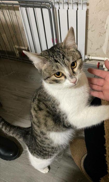 Милый ласковый котик