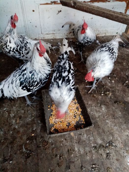 Vând cocoși Hamburg