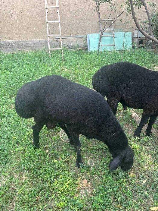 Qo'chqor (қўчқор, кучкор) сотилади