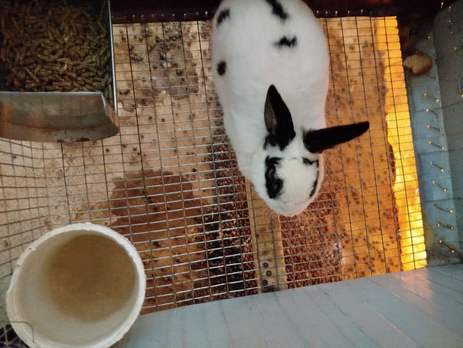 Кролики породисты Куёнлар сотилади