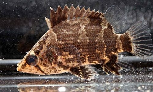 Нандус борнейский, рыбка аквариумная.