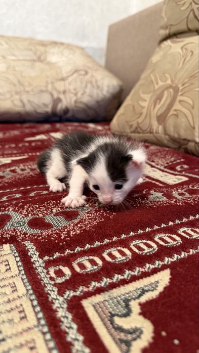 Отдам котят в добрые руки
