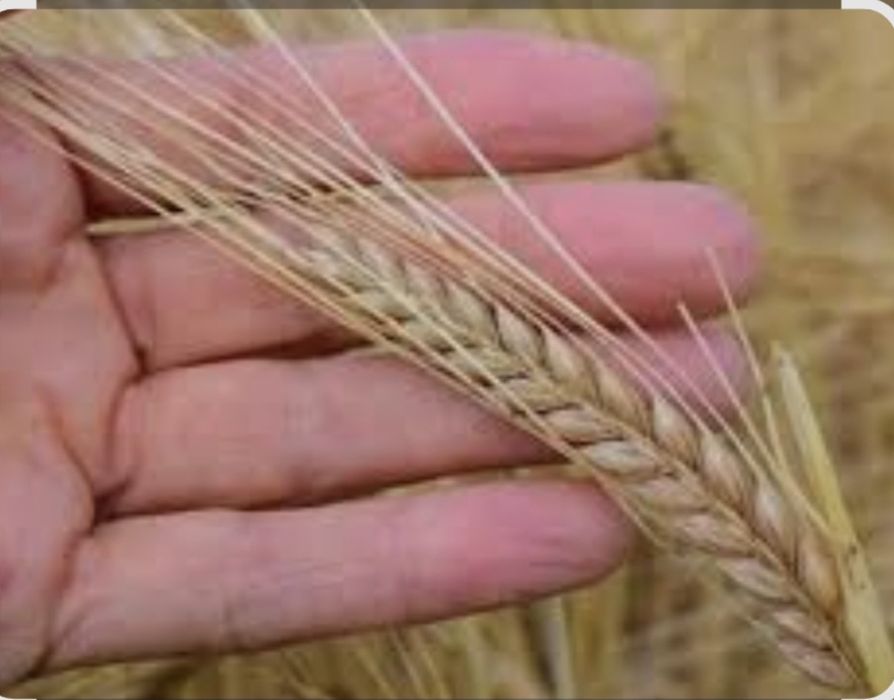 Семена    ячьмень  арпа