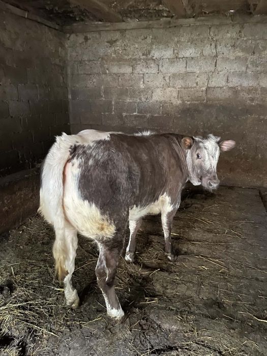 Vând vițică, detalii la nr de telefon 0755255475