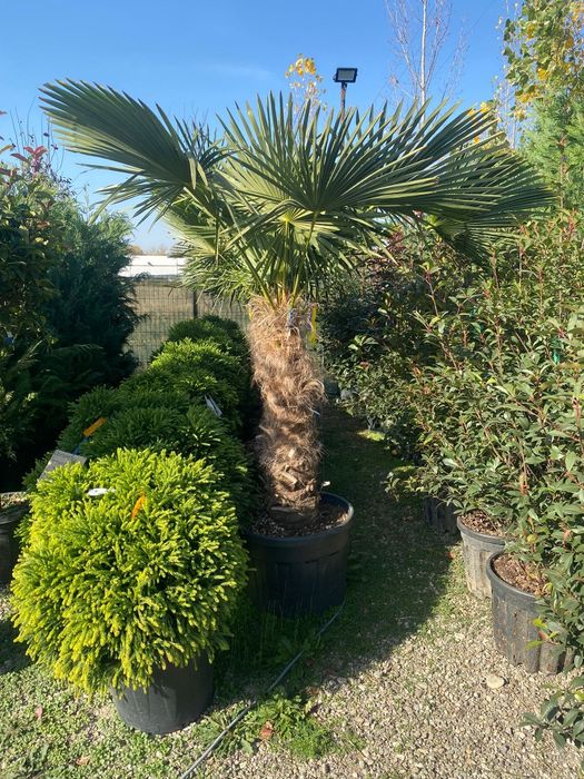 Palmieri rezistenți la frig