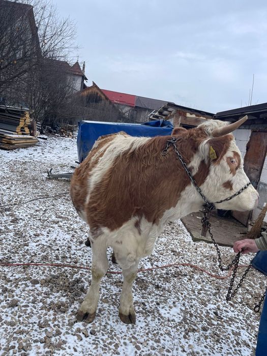 Vând jurincă bălțată romanescă