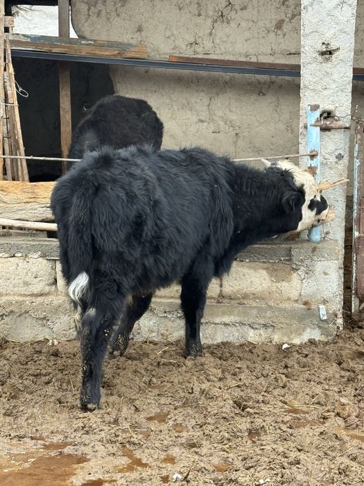 Бык бука сатылады