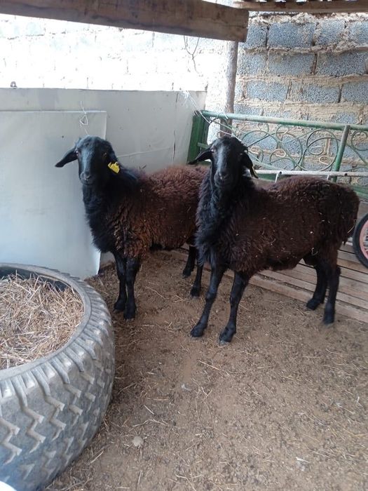 Қошқарлар Карлмарксте