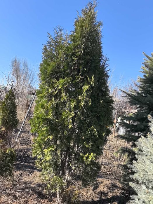 Продам елки и туи