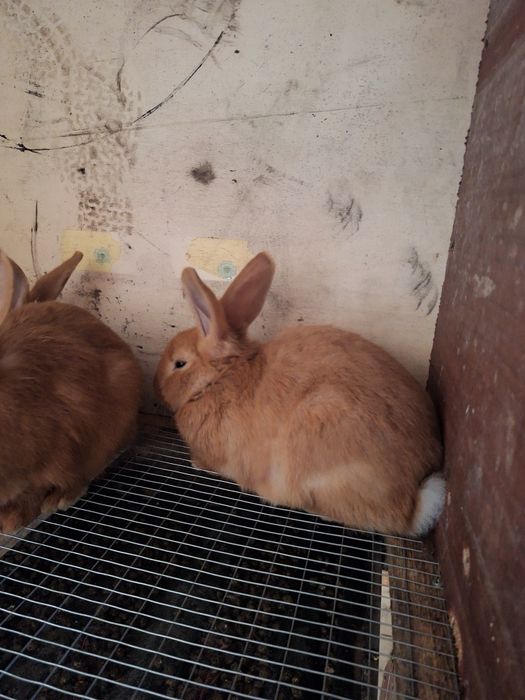 Бургундский кролики