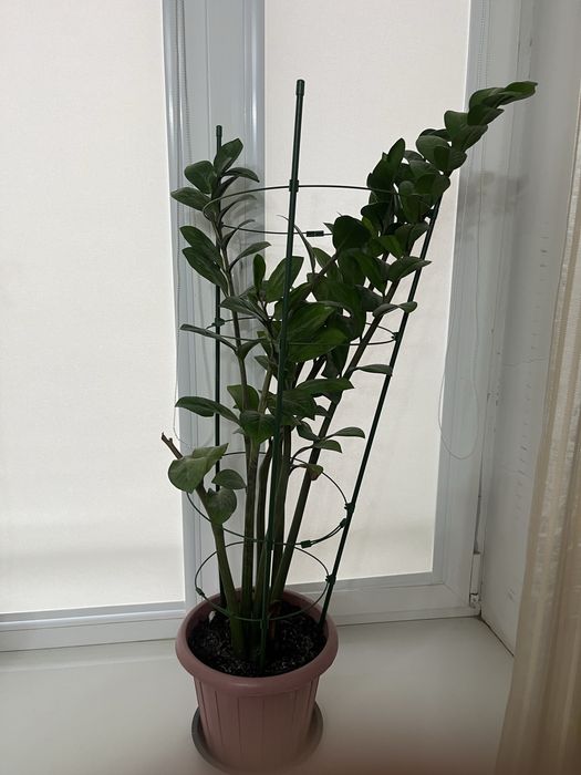 Комнатные растения сатылады