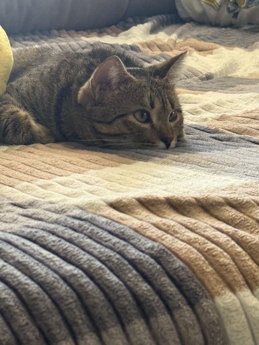 Котик  домашний