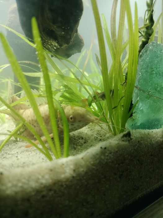 Hoplosternum thoracatum albino