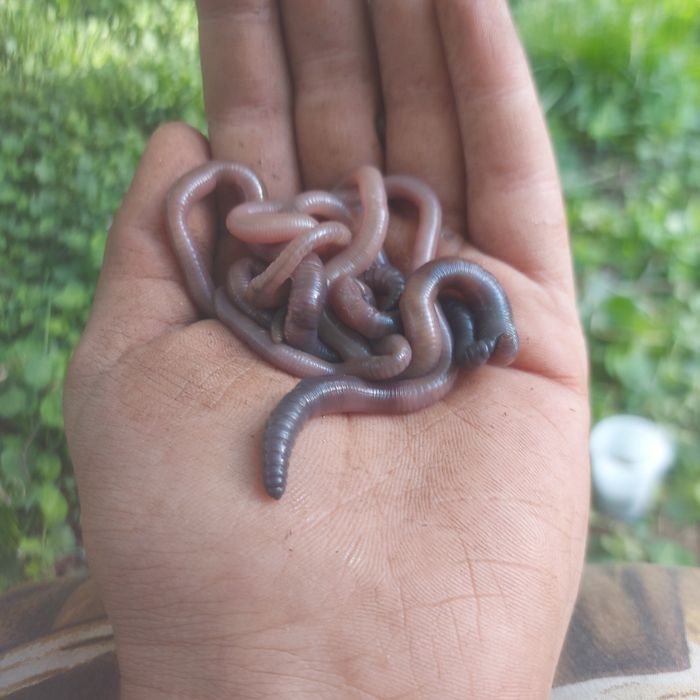 Черви выползки мощные