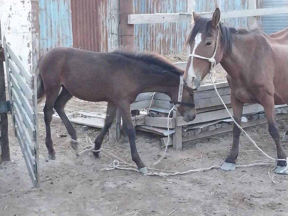 Жанбай ауылынан жылқы сатылады