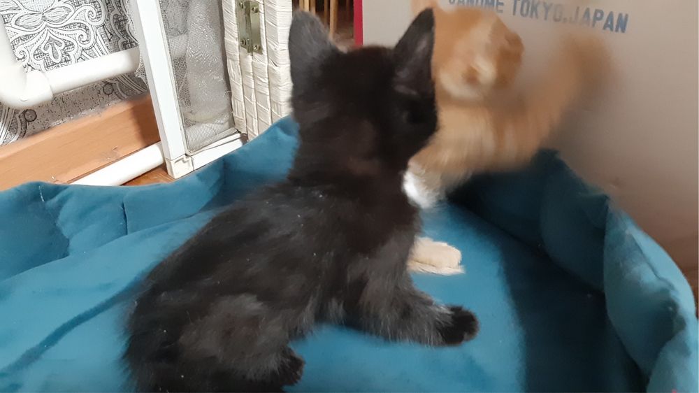 Отдам котят в добрые руки