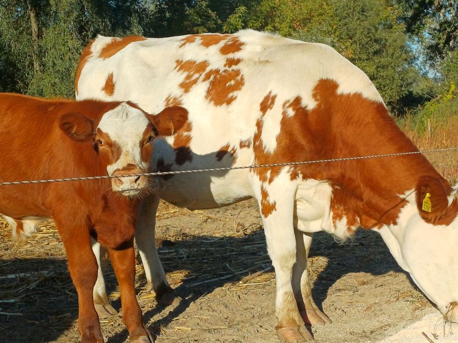 Două vaci la a doua fatare