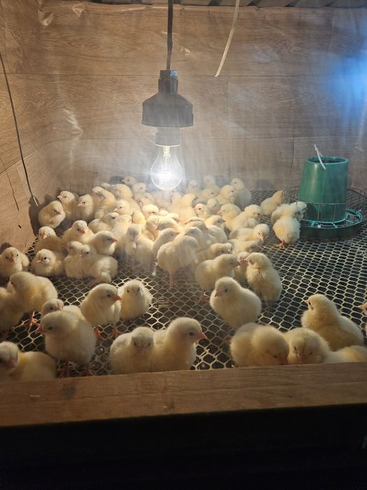 Цыплята бройлеры