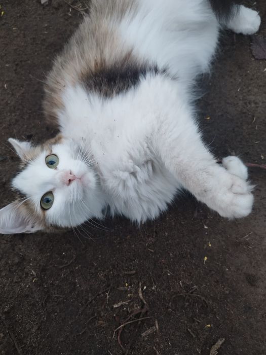 Кошечку 1 год . Бесплатно