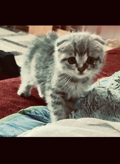 Продам вислоухого котенка