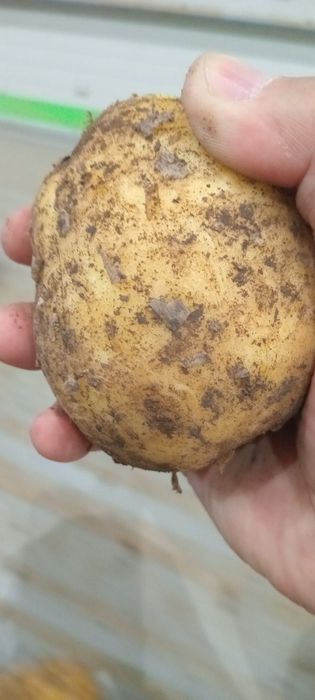 Картошка сорт- Коломбо
