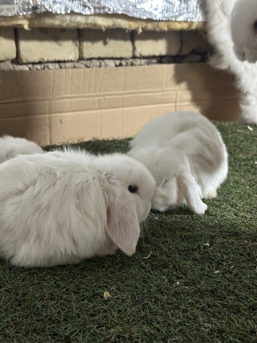 Quyon bolalari karlik baran zotdor