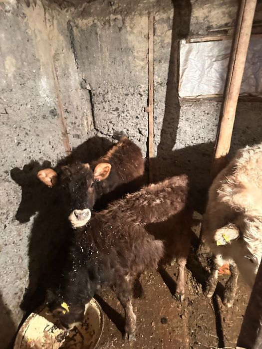 Продам 2 Бычка и 2 Телки