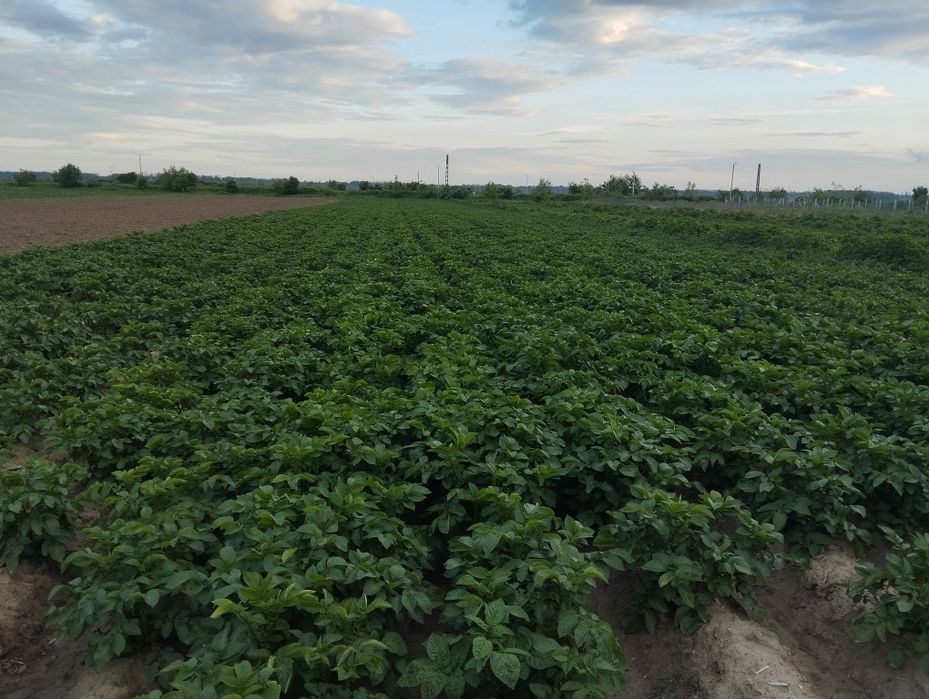 Vând cartofi sămânța clasa B