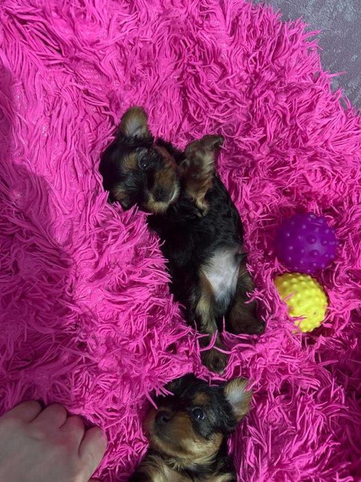 Щенки  Йоркширский терьер