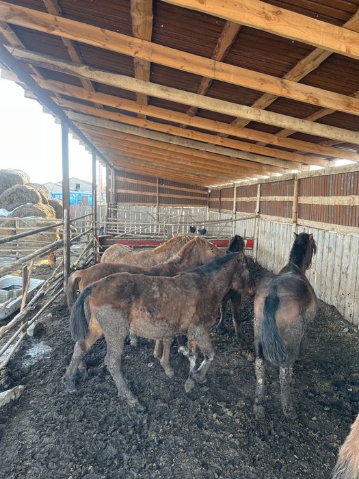 Семиз тайлар сатылымда