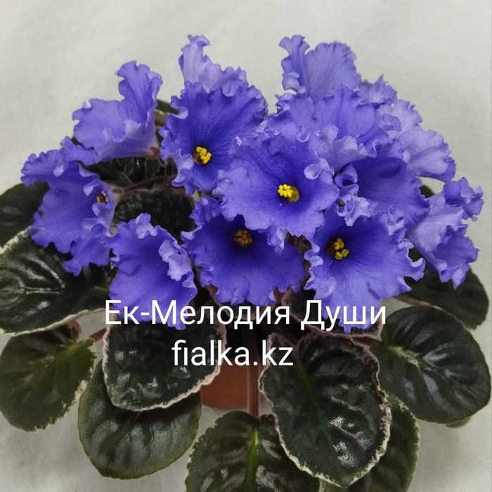 Комнатные фиалки, продам фиалки!!!