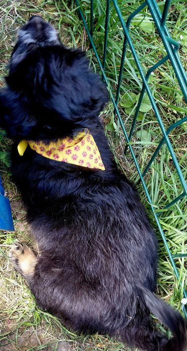 Catelus metis pentru adoptie