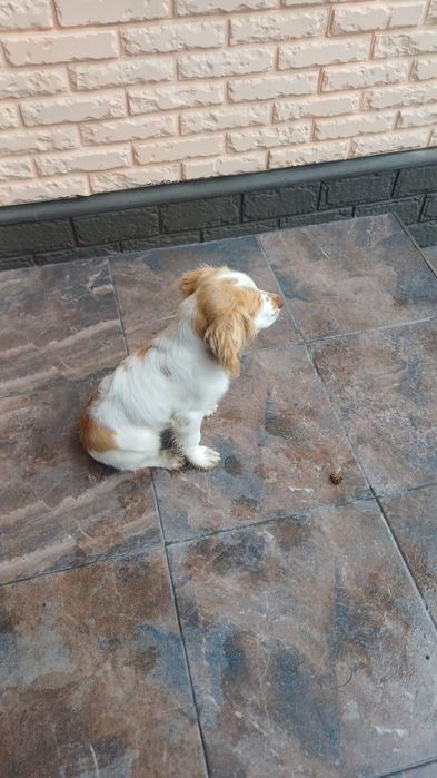 Продам английский спаниель