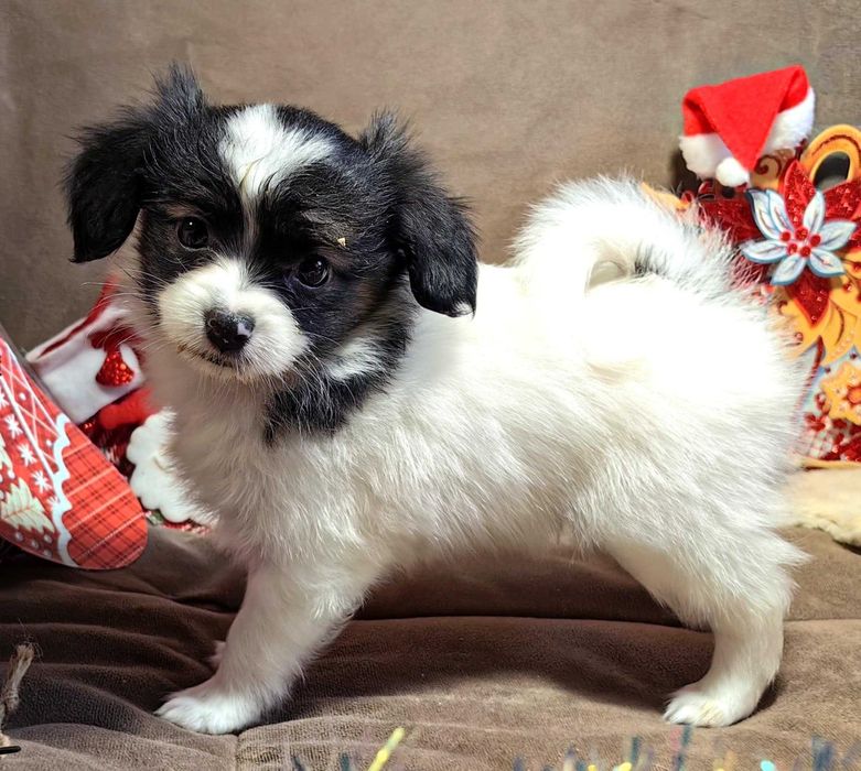 Papillon cățeluș mascul