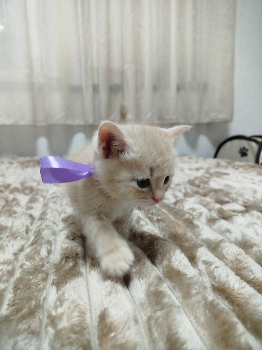 Продаются потрясающие, красивые, ласковые , нежные породистые котята