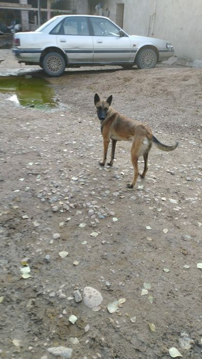 Сатылады овчарка