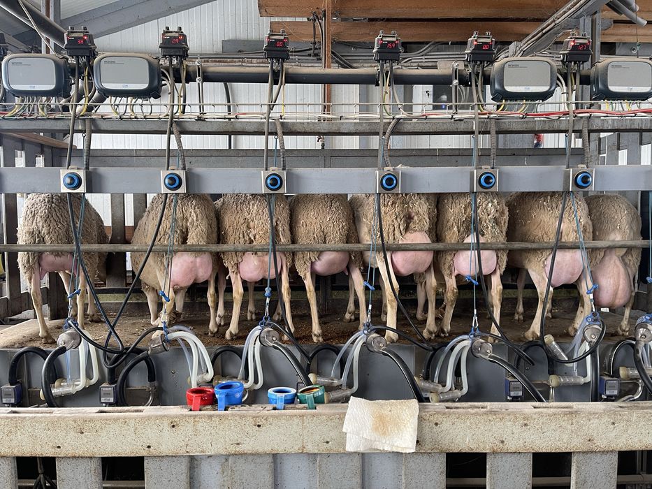 Vand berbecuți Lacaune