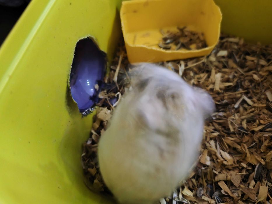 Hamster femelă în vârstă de un an