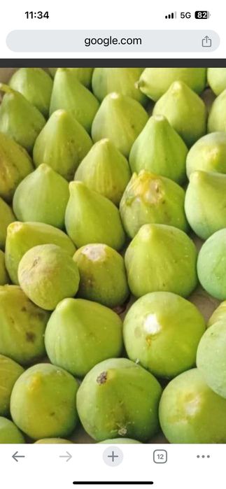 Смокиня сорт Черна Бурса и Далматинска