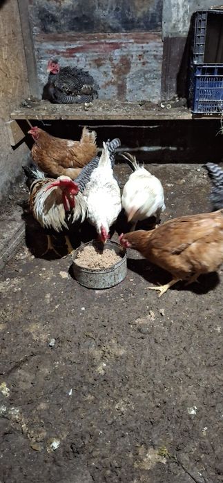 Vând ouă pentru incubat