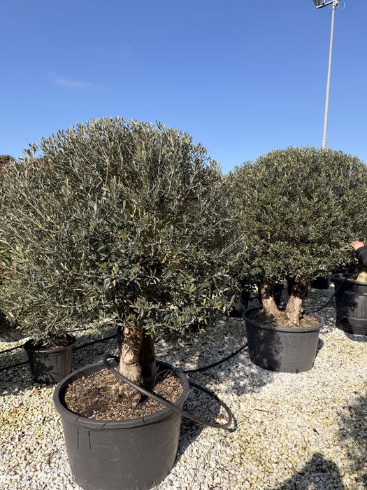Maslin ,Pin ,Brad,Yucca Plante ornamentale
