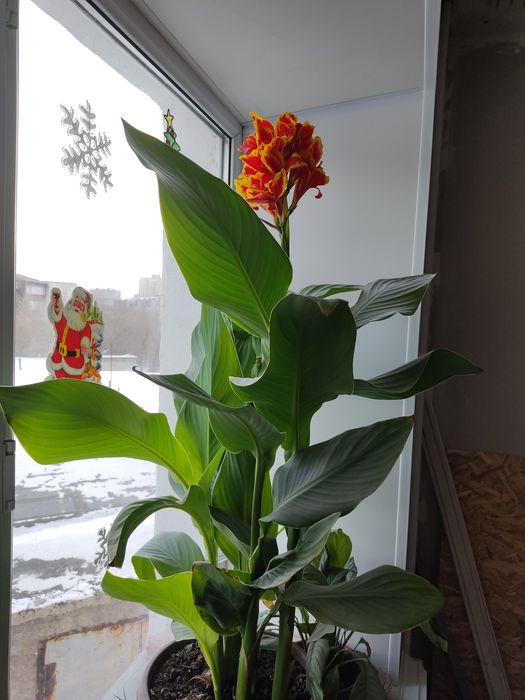 Комнатный цветок Канна